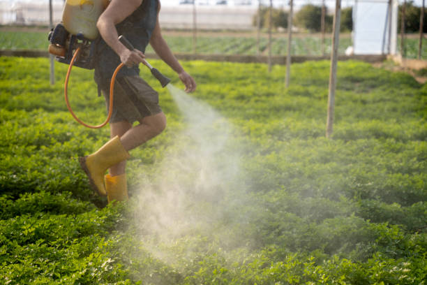 Best Insect Control  in Arlington, TX