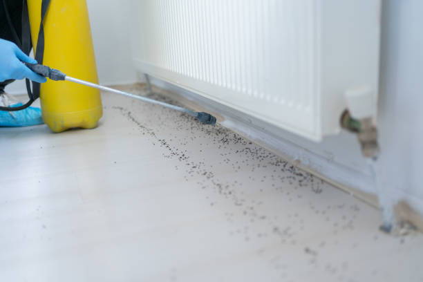 Flea Control Services in Arlington, TX